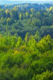 Platlapju mežaudžu stabilizējošā loma ilgtspējīgā mežsaimniecībā Latvijā