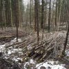 Sīkkoki