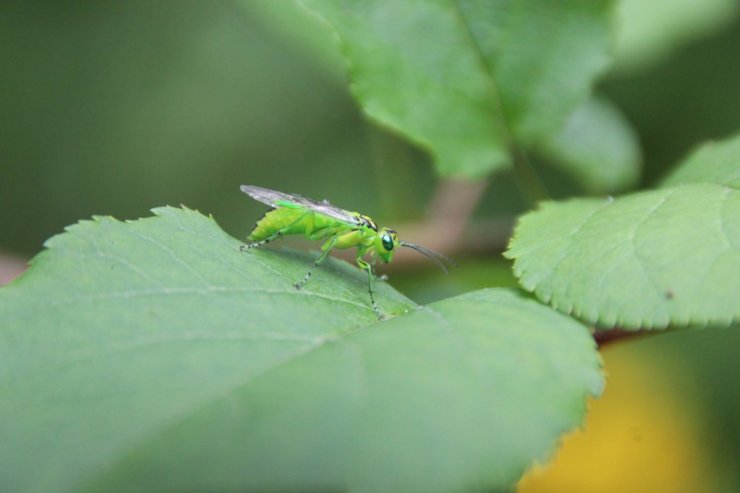 2024 tirmanis zaglapsene zaglapsene rhogogaster sp 1 jpg 1722109016 fit 1024 768