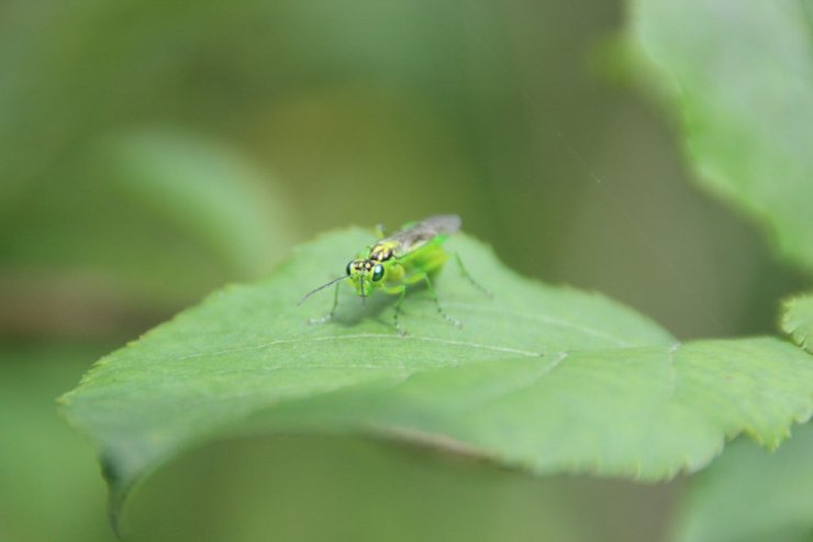 2024 tirmanis zaglapsene zaglapsene rhogogaster sp 2 jpg 1722109016 fit 1024 768