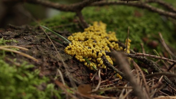 glotsene trausla lasenite2