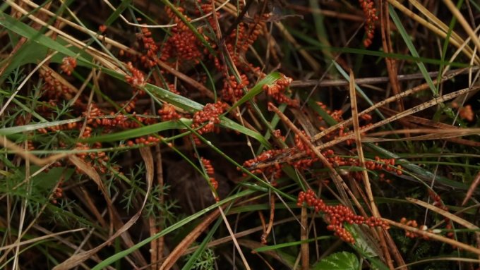 glotsene trausla lasenite3