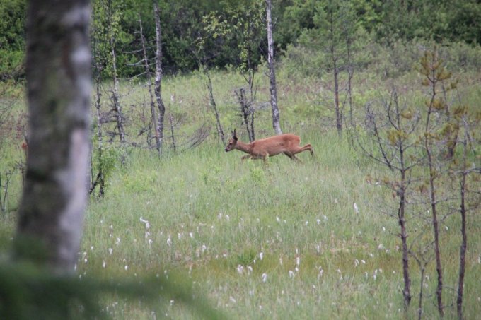 stirnu pedas meza stirna