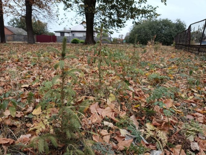 ukrainai otrais stadu davinajums2