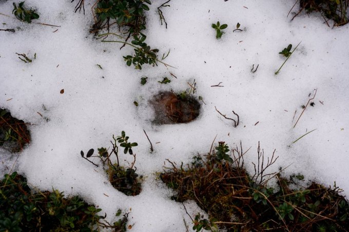 ziemas pargajiens dzivnieku pedas