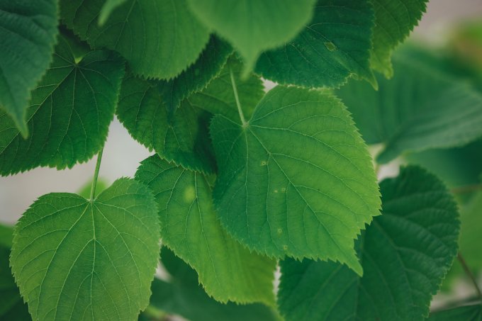 tilia x vulgaris