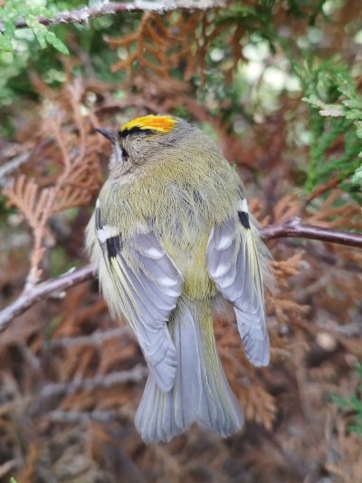 zeltgalvitis mugurpuse