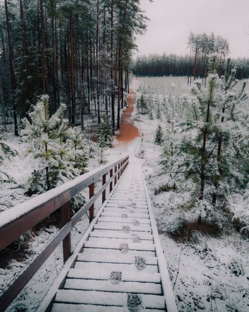 Koka kāpnes Zvirgzdes baltajā kāpā, kur ierīkota bezmakas atpūtas vieta un pastaigu takas