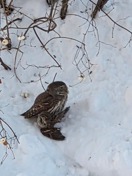 Apodziņš ziemā stāv mežā uz zemes blakus nomedītam putnam