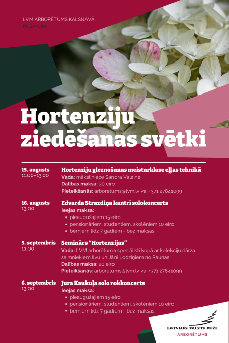 hortenziju ziedesanas svetki 1