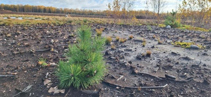 Nesen iestādīta priedīte rekultiuvētā kūdras ieguves vietā