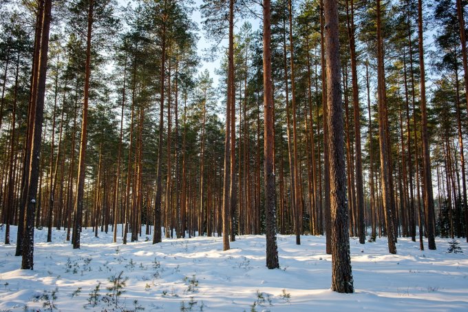 Pieaudzis priežu mežs saulainā ziemas dienā