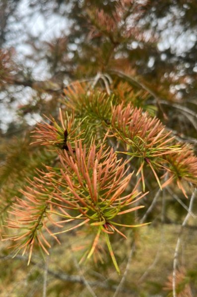 Egles zars tuvplānā ar brūnām skujām