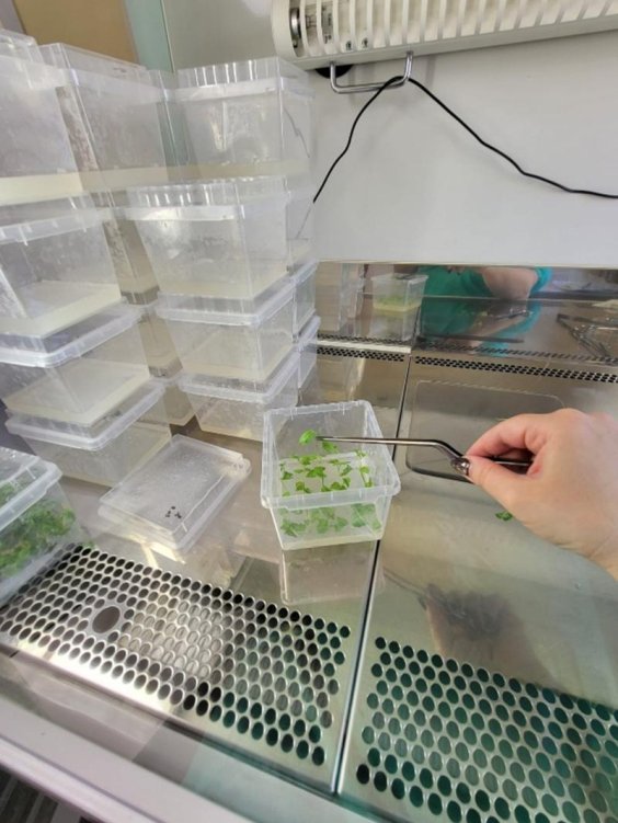 Roka ar pinceti laboratorijā ievieto nelielu augu caurspīdīgā traukā starp vairākiem līdzīgiem konteineriem