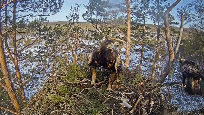 Klinšu ērglis sēž ligzdā augstu kokā