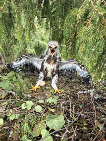 Ligzdā daļēji apspalvojies un konkrētajam laikam atbilstoša lieluma mazais ērglis - jau raibs apsvaljomums, ērglēnam izplesti spārni