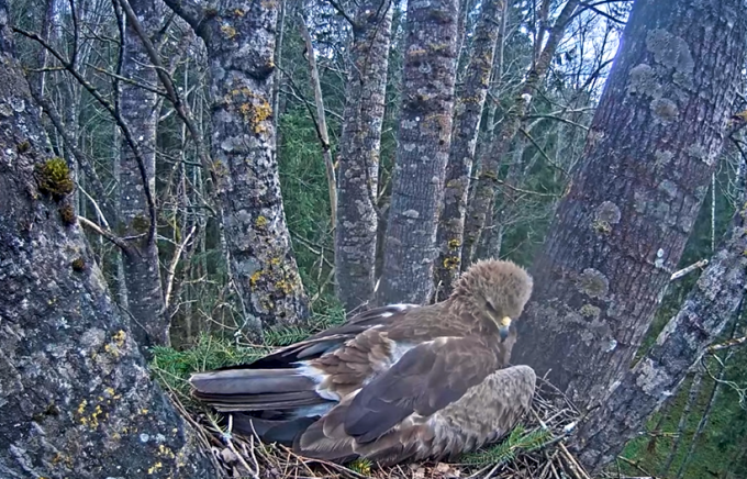 Mazais ērglis sēž lizdā augstu kokā