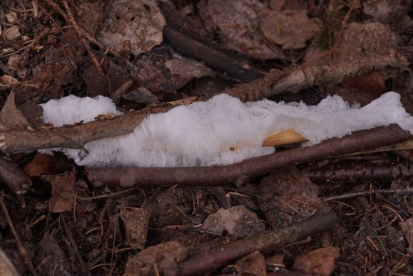 Ja nav uzsnidzis sniegs ledusmatus viegli pamanit. izraisa sene Exidiopsis effusa C0060T01 45