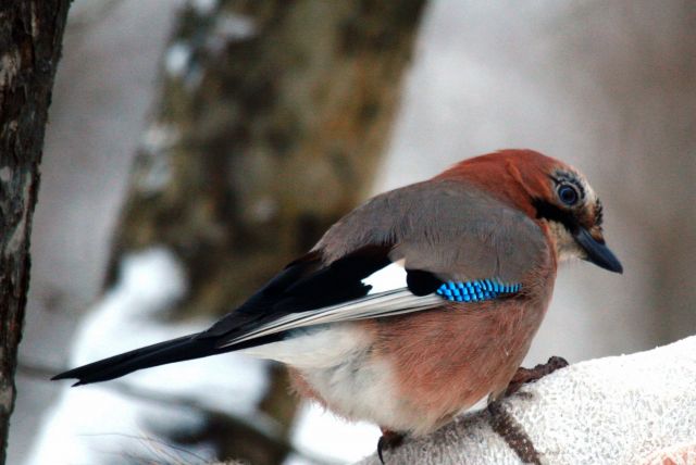Putnu grāmata aicina iepazīt Latvijas putnus