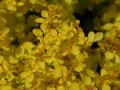 B.th.Aurea– zema (līdz 0,8m ), lapas spilgti citrondzeltenas, aug lēnām 'Atropurpurea Nana'– purpursarkanas lapas