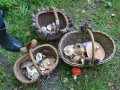 Foto autors: Latvian Mushroom Traditions