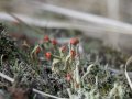 Ķērpis - lodīšu kladonija (Cladonia coccifera) - februāra vidū ar jau sarkaniem augļķermeņiem stumbriņu jeb podēciju galos.