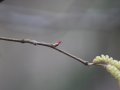 Lazda zied (sievišķais zieds un vīrišķie ziedi - spurdzes) jau februārī.