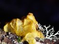 dzeltenā receklene (Tremella mesenterica) parazitē uz Peniophora ģints sēņu micēlija 