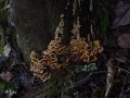 Dzeltenās jeb sarainās sīkpiepes (Stereum hirsutum), uz kurām parasti parazitē zeltainās receklenes 