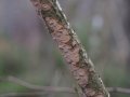 Raupjā sīkpiepe (Stereum rugosum), uz kuras bieži parazitē brūnā receklene 