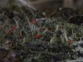 Florkes kladonija (Cladonia floerkeana)