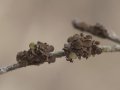 Cetrārija (Cetraria sepincola)