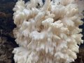 Koraļļu dižadatene&nbsp;(Hericium coralloides)