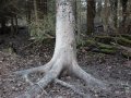 Mežacūku berzēšanās koks