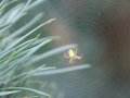 Daudzu sugu zirnekļi auž ķeramtīklus