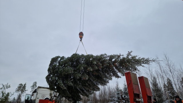 jekabpils svetku egle