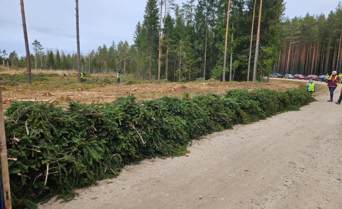zari zivju ligzdam