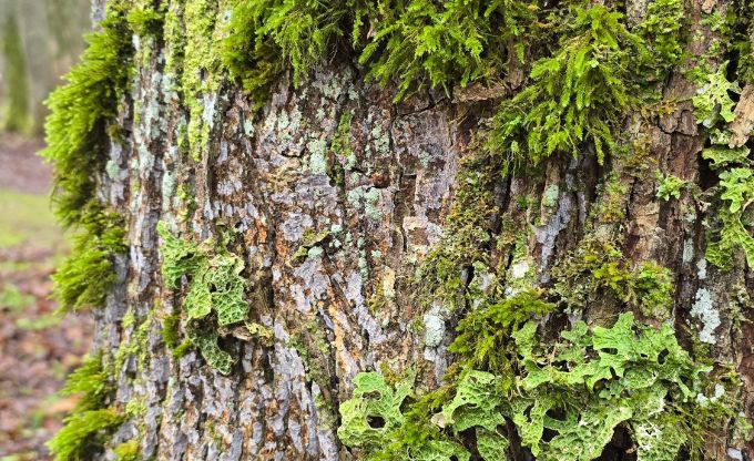 sunu sugas skriveru parka