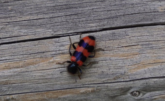 bisu skudrulitis