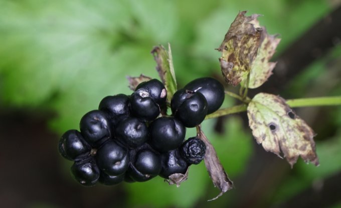krauklene varpaina