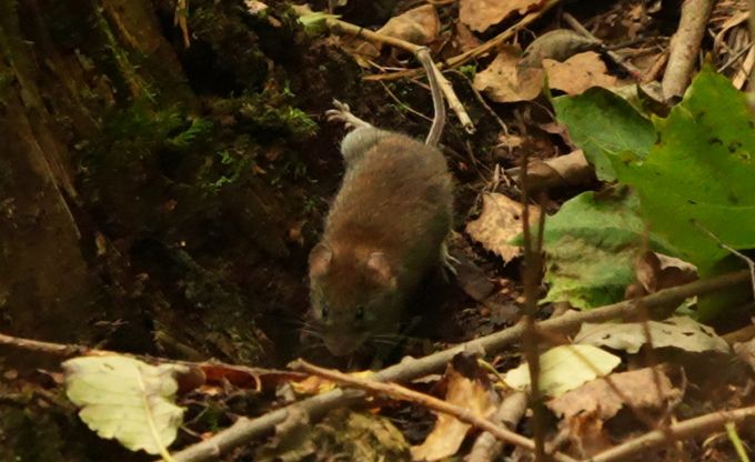 strupaste maza veikla