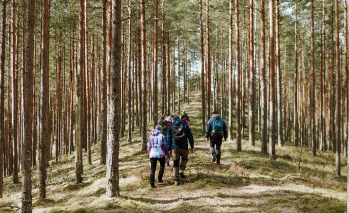 Saulainā priežu mežā dodas pa taku cilvēku grupa ar mugursomām plecos