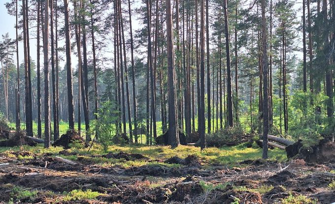Fonā augoši koki, bet priekšplānā redzami vētras izgāzti koki