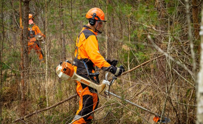 Cilvēks oranžā darba apģērbā veic agrotehnisko kopšanu mežaudzē