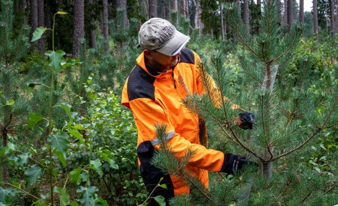 Vīrietis oranžā darba tērpā jaunaudzē liek ap jaunas priedes stumbru plastmasas spirāli, kas aizsargās jauno kociņu pret briežu dzimtas dzīvnieku radītajiem postījumiem