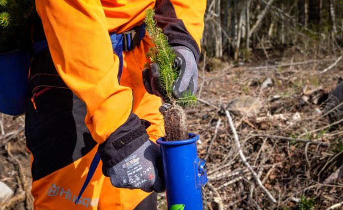 Vīrietis tur rokās stādāmo stobru un gatavojas mežā iestādīt egles stādiņu