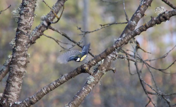 Lielā zīlīte ar izplestiem spārniem laižas lidojumā no koka zara