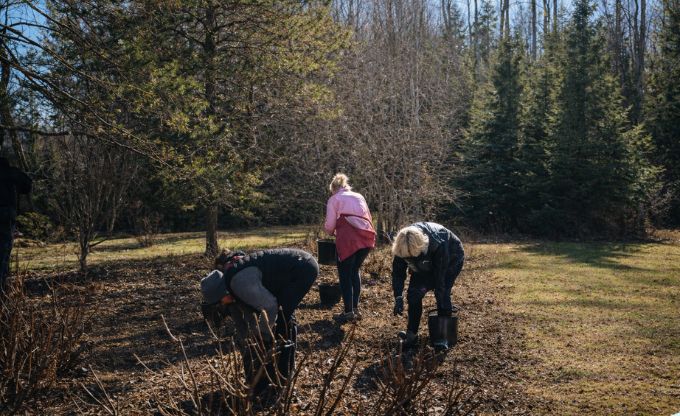 Trīs sievietes pustupus noliekušās veic pavasara darbus puķu dobē