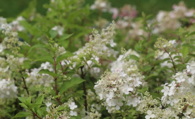 Ziedo&scaron;i hortenziju ziedi baltā krāsā