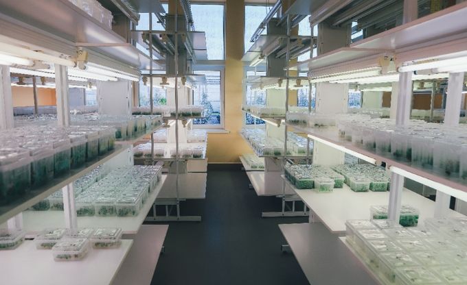 Laboratorijas telpa ar plauktiem, uz kuriem pa sāniem izvietoti daudzi caurspīdīgi konteineri ar augiem kontrolētos audzēšanas apstākļos
